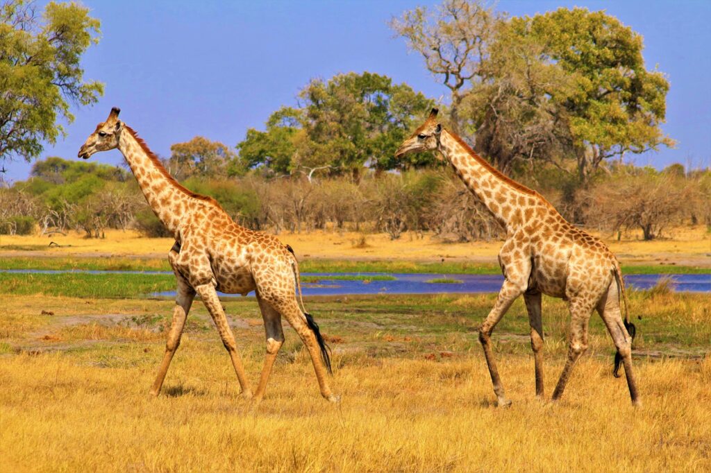 7 Days Kruger National Park and Cape Town