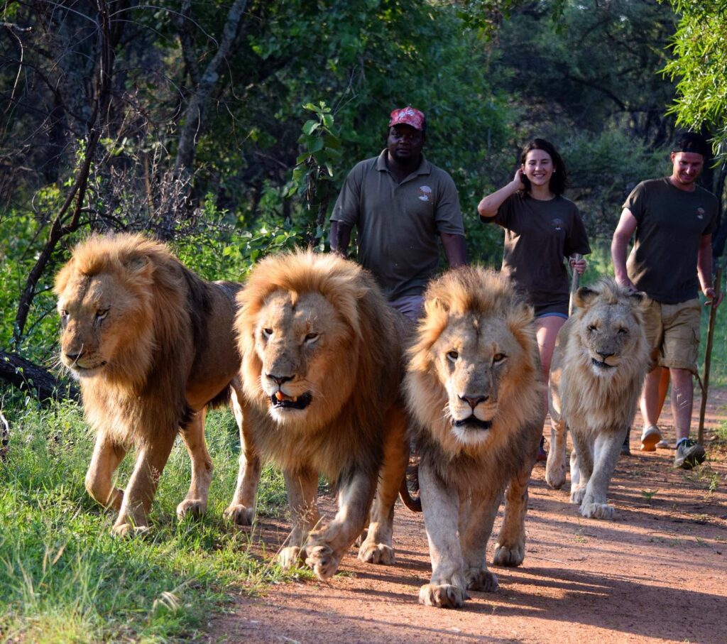 Lion Walk Experience